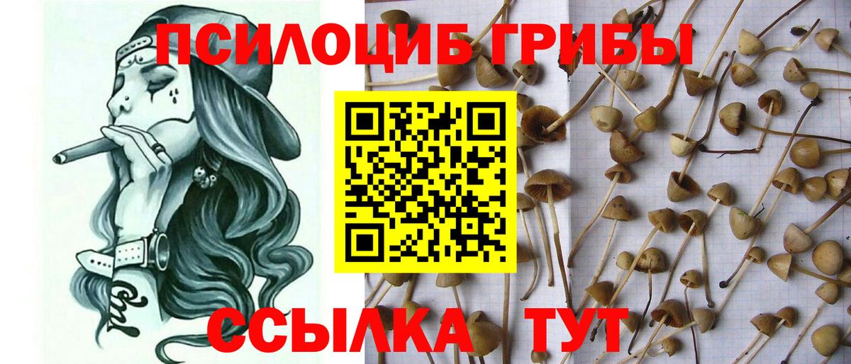 Галлюциногенные грибы Psilocybe Нижнекамск
